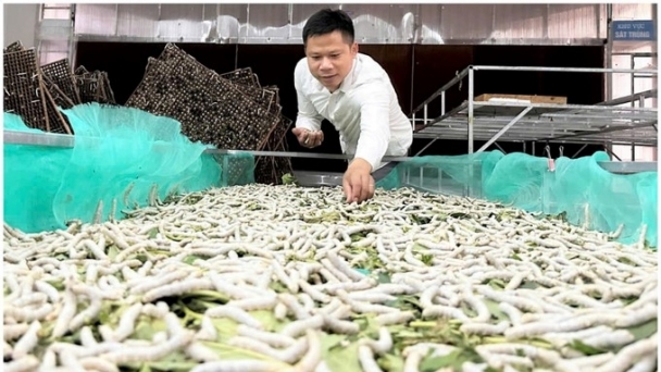 'Revitalizing' the mulberry growing and silkworm raising profession